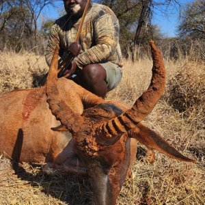 Tsessebe Hunt South Africa