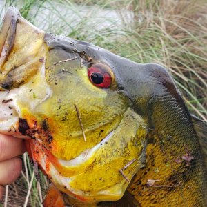 Peacock Bass Fishing Alaska