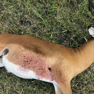 Impala Hunt Zimbabwe