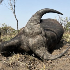 Western Buffalo Hunt Cameroon