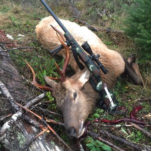 Elk Hunt