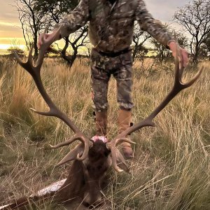 Red Stag Hunt Argentina