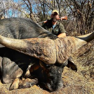 52 1/4 Inch Buffalo Hunt South Africa