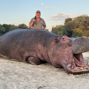Hippo Hunt Namibia