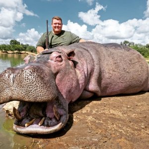 Hippo Hunt South Africa