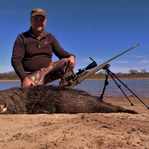 Javelina Hunt Texas