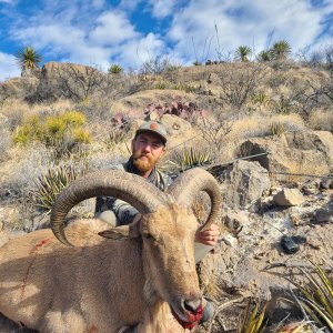 Barbary Sheep Hunt Mexico