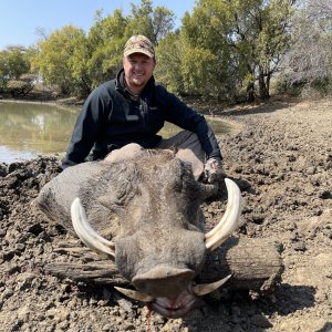 South Africa Warthog Hunt