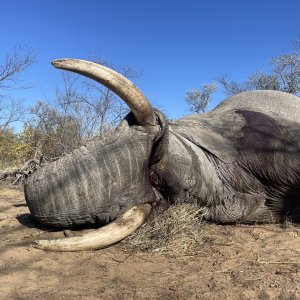 Botswana Elephant Hunt