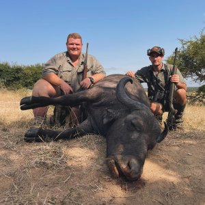 Buffalo Cow Hunting South Africa