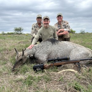 Nilgai Hunt Texas