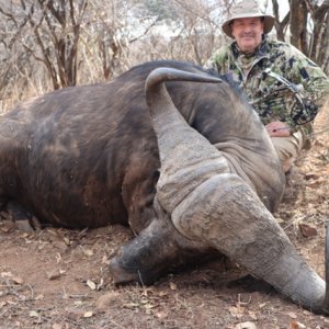 43 Inch Buffalo Hunt