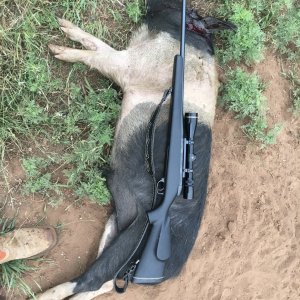 Hog Hunting