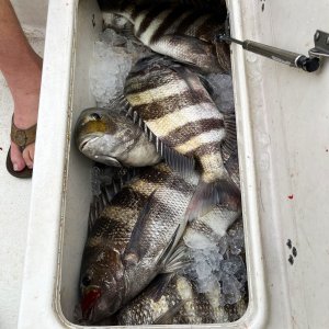 Fishing Sheepshead Seabream