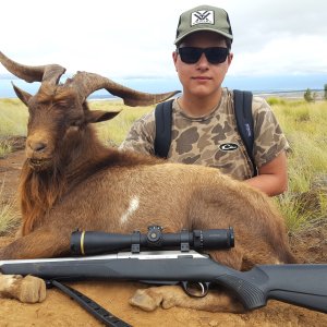 Hunting Goat Big Island Hawaii