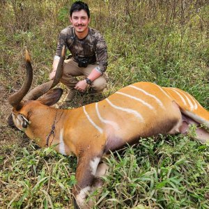 Bongo Hunt Central African Republic