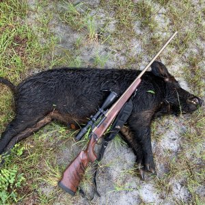 Hog Hunting