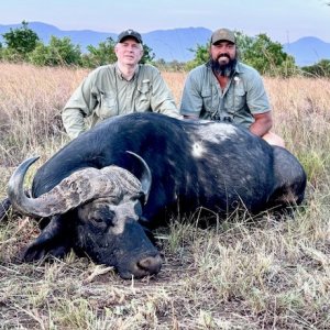 Buffalo Hunt Uganda