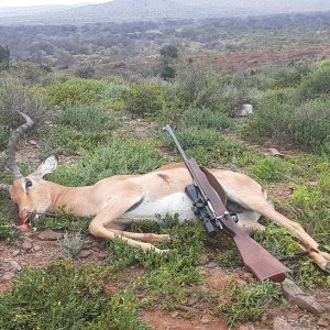 Hunting Impala