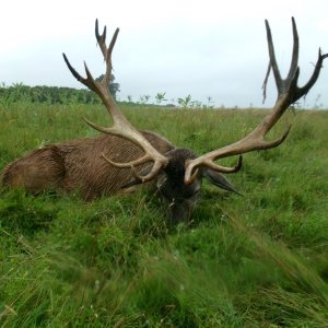 Red Deer Hunt Argentina