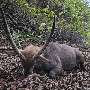 Sing-Sing Waterbuck Hunting Central African Republic C.A.R.