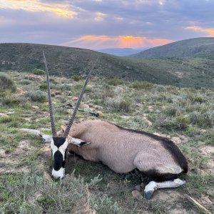 Gemsbok Hunt Eastern Cape South Africa