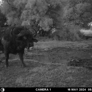 Buffalo Trail Camera South Africa