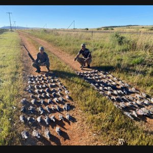 High-volume Doves and Pigeons South Africa