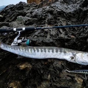 Barracuda Fishing Italy