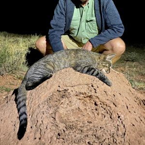 African Wildcat Northwest Province South Africa