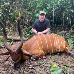 Bongo Hunt Cameroon