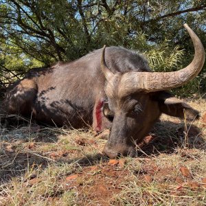 Buffalo Cow Hunt South Africa