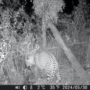 Leopard Trail Camera Zimbabwe