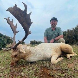 Fallow Deer Hunt South Africa