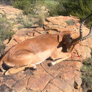 Impala Hunt South Africa