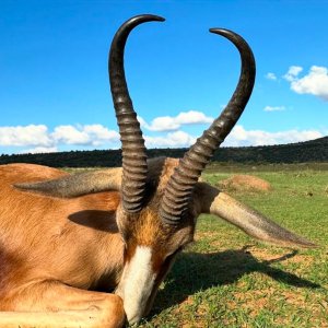 Copper Springbuck Hunt South Africa