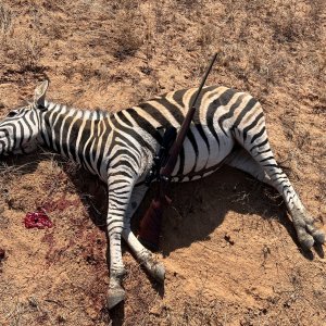 Zebra Hunting South Africa