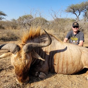 Golden Wildebeest Hunt South Africa