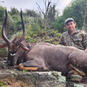 Nyala Hunt Eastern Cape South Africa