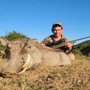 Warthog Hunt Eastern Cape South Africa