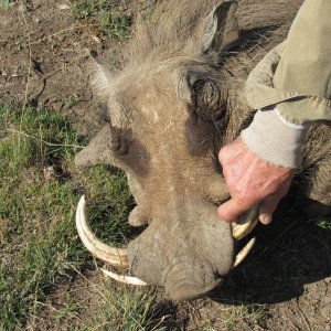 wart hog3.JPG