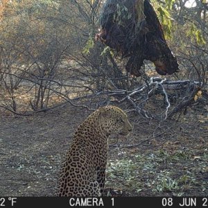 Leopard Trail Camera Zimbabwe