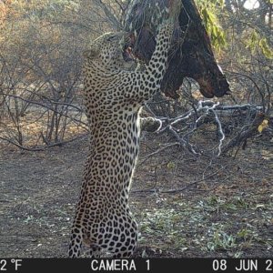 Leopard Trail Camera Zimbabwe