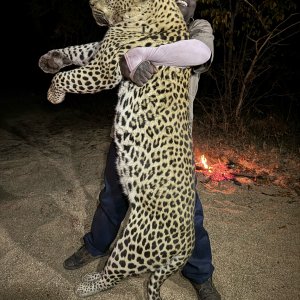 Leopard Hunt Zimbabwe