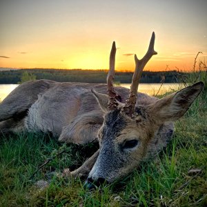 Roe Deer Hunt