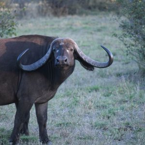 Buffalo Cow South Africa