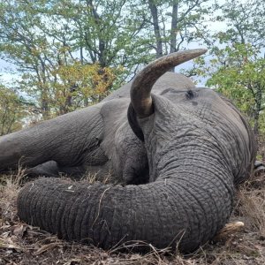 Elephant Hunt Klasserie Private Nature Reserve  South Africa