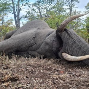 Elephant Hunt Klasserie Private Nature Reserve  South Africa