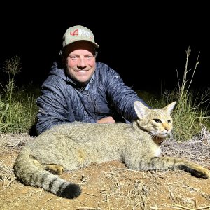 African Wild Cat Hunt Limpopo South Africa