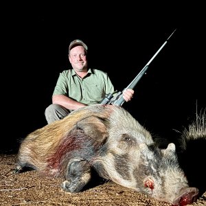 Bush Pig Hunt Limpopo South Africa
